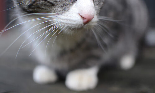 开云电竞app-皇家贝蒂斯通过边路制造更多空间,皇家贝蒂斯什么水平 第3张 开云电竞app-皇家贝蒂斯通过边路制造更多空间,皇家贝蒂斯什么水平 第3张