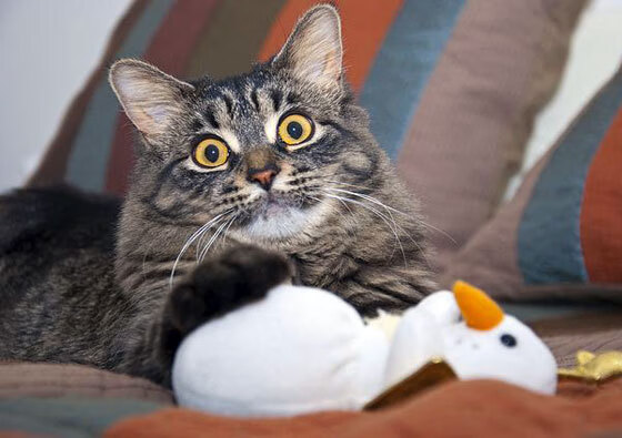 开云kaiyun-中国女篮强化内线协防 阻断对手突破路线，中国女篮战术